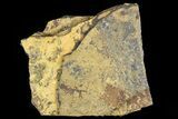 Fossil Calamites (Annularia) Leaf - Kinney Quarry, NM #80420-1